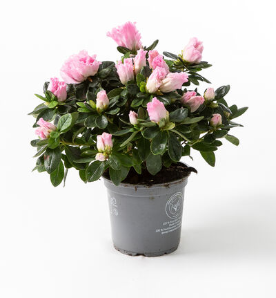 Rosa Azalea Rosa Azalea